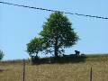 DSCF0629 